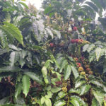 Bán 1,7ha cà phê – Bắc Gia Nghĩa, Lâm Đồng