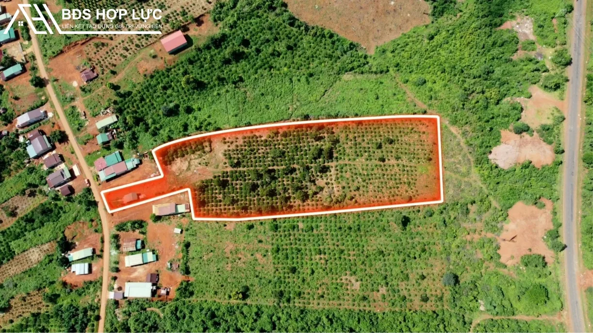 Bán 1HA2 Cà Phê Cực Đẹp Gần trung Tâm Xã Giá chỉ 2 tỷ