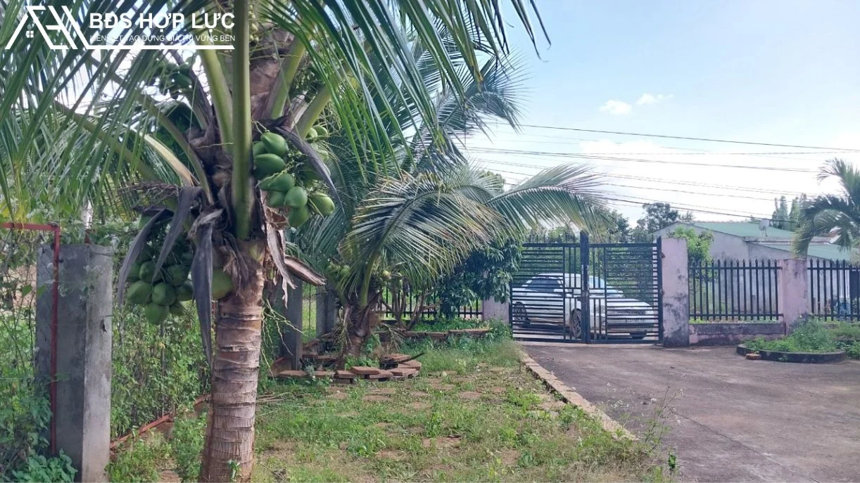 Bán 9 Xào Thực Tế 1 Héc 1 55M Đường Nhựa