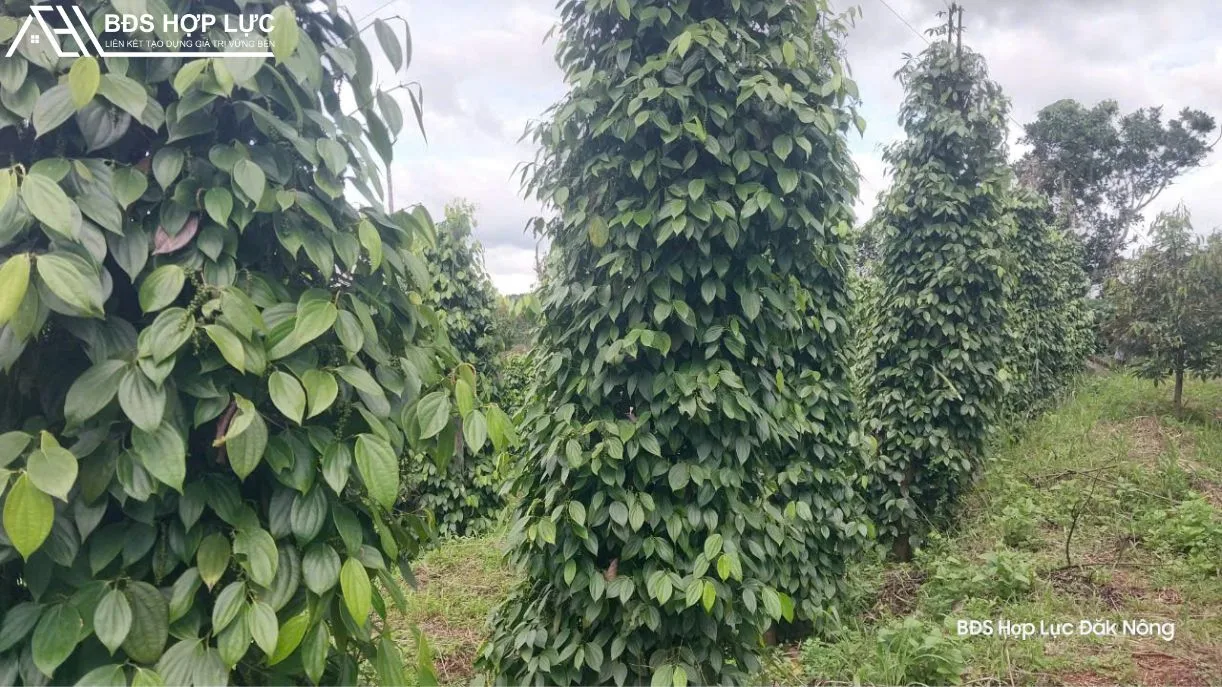 BÁN RẪY 1,4 Ha TIÊU THU CHÍNH