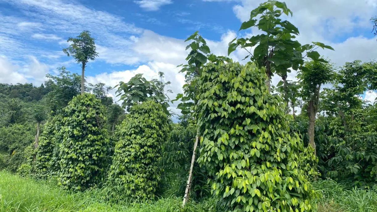 Rẫy Diện Tích 1 HA 2 Tại Đắk Ha