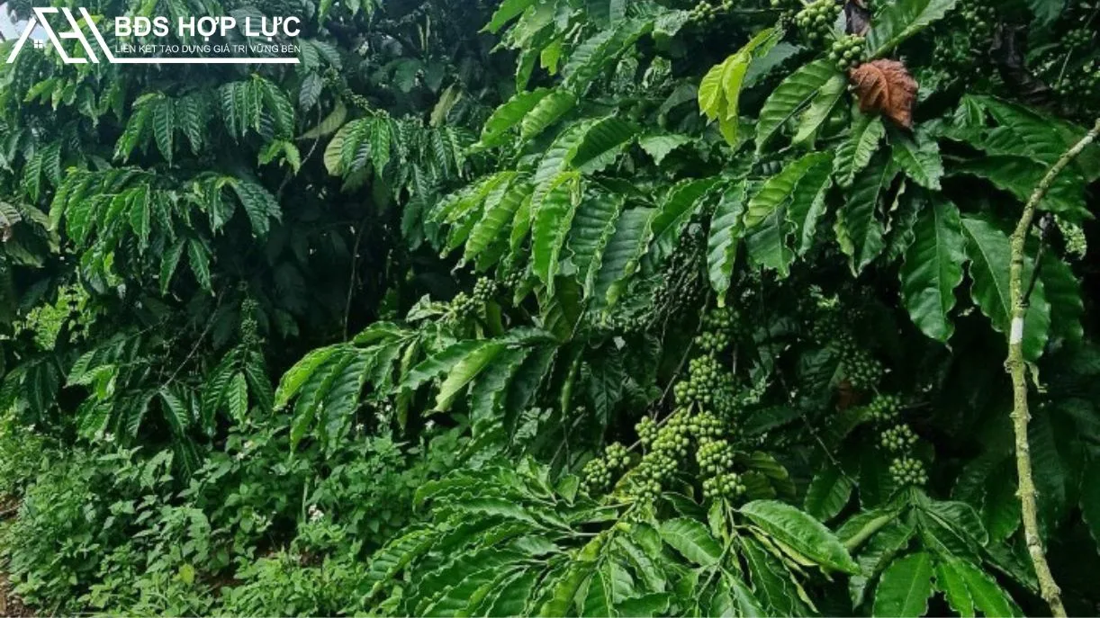 Rẫy Nguồn Thu Mạnh Tại Đắk Ha