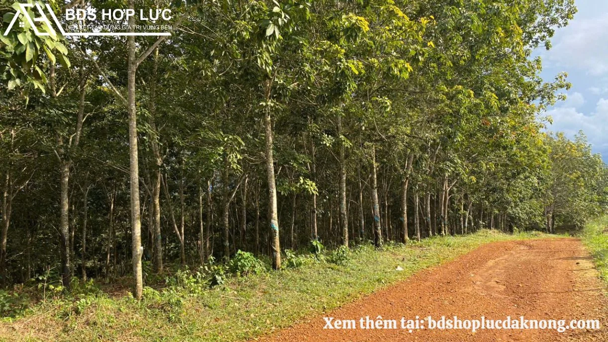 Bán 9HA Nguồn Thu Mạnh Bám Đường 330M