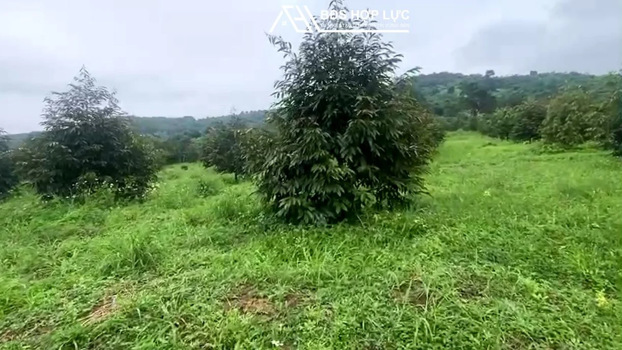 Bán Lô Sầu Riêng Diện Tích 2 Héc 5 Giá 3 Tỷ 2 Tại quảng Tân