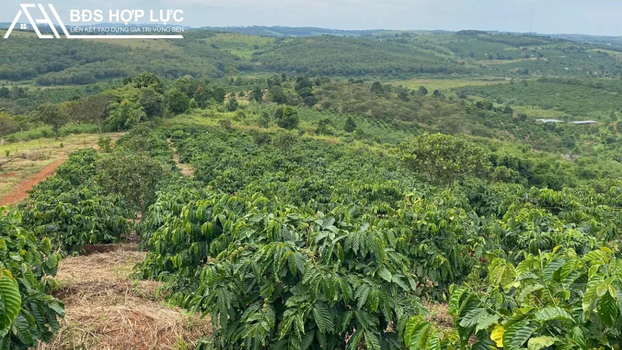Bán Rẫy Full Cà Phê Giá 700tr/ha Tại Đắk R’Tih