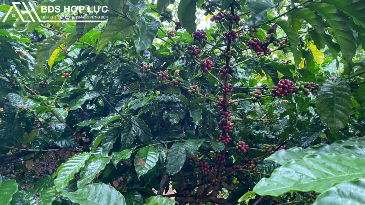 Bán Rẫy Phường Nghĩa Đức Diện Tích 2 Héc Ôm 150M Suối ĐÃ BÁN