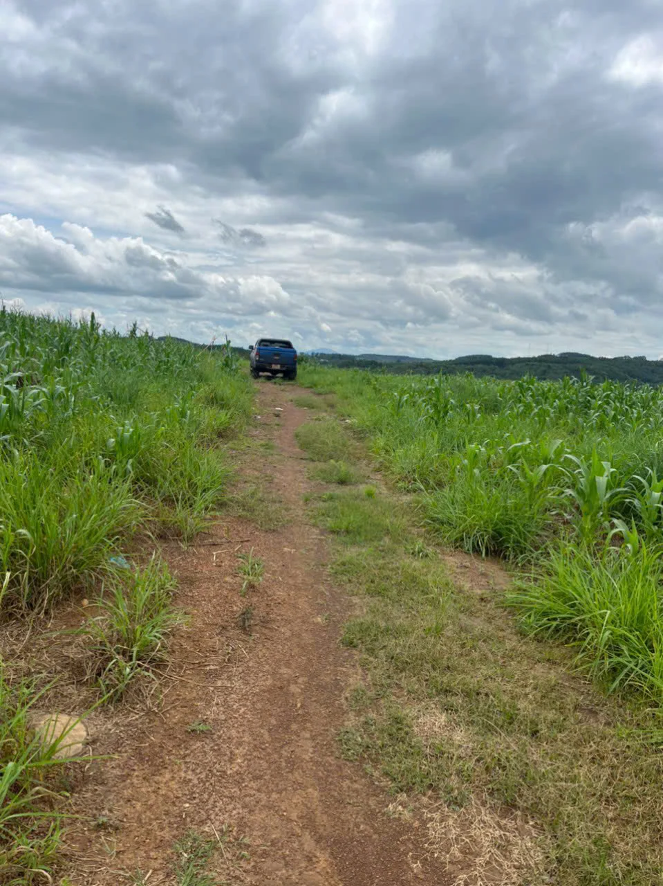 10HA Tại Đắk Gằn-Đắk Mil Giá 4 Tỷ 2