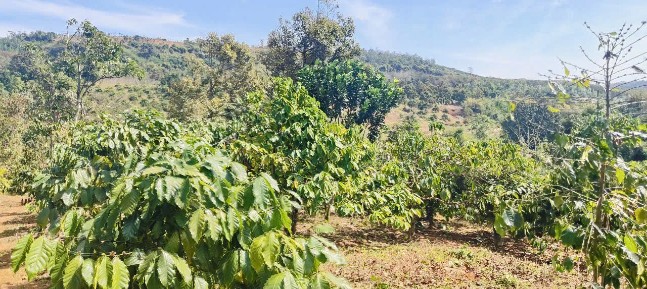 Bán Lô Đất Diện Tích 2Ha1 Giá 2 Tỷ 2 Tại Thôn 8 Đắk Ha ĐÃ BÁN