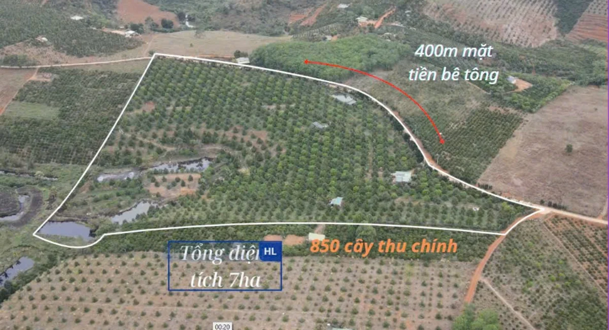 BÁN VƯỜN SẦU RIÊNG 6HA ĐANG THU CHÍNH TẠI ĐĂK SIN