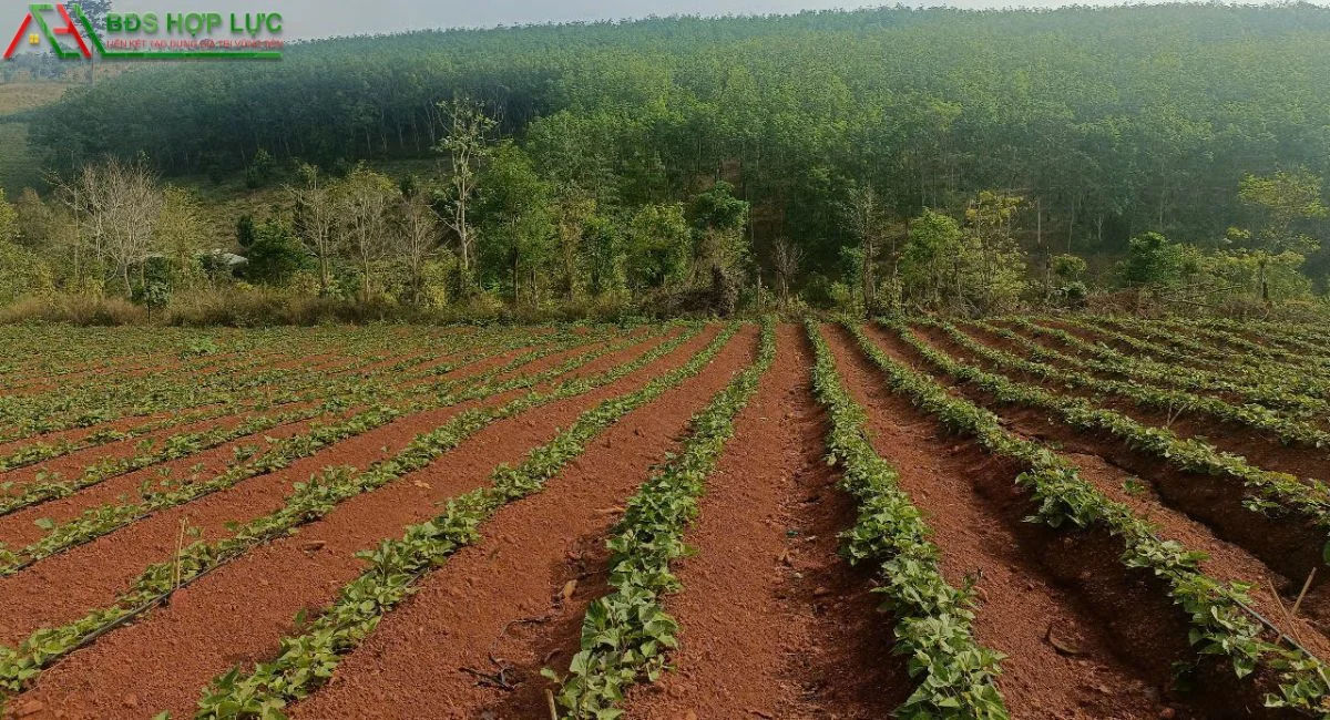 CẦN BÁN ĐẤT 2.4HA – THÔN 1, XÃ ĐẮK HA, ĐẮK NÔNG – GIÁ CHỈ 1 TỶ 9
