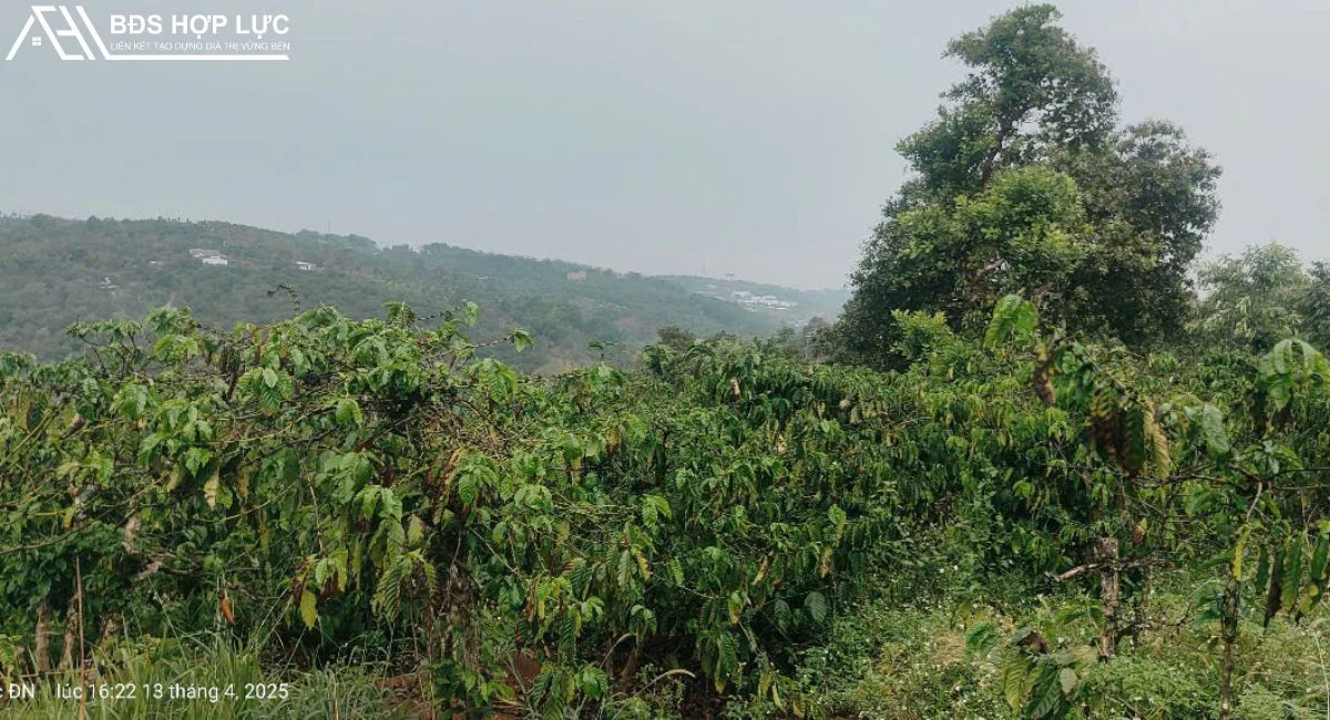 BÁN 1 Ha ĐẤT NGHĨA TÂN – GIA NGHĨA- Đăk Nông