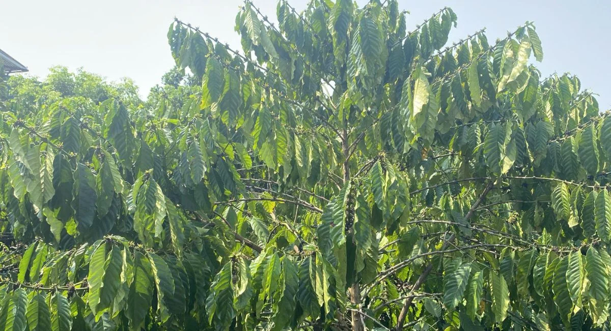 BÁN 1,2 Ha ĐẤT ĐẸP – QUẢNG KHÊ, ĐĂK GLONG, ĐĂK NÔNG