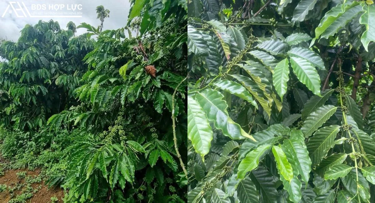BÁN ĐẤT 1HA7 – ĐÃ CÓ CÀ PHÊ VÀ SẦU RIÊNG – GIÁ CHỈ 2 TỶ 4