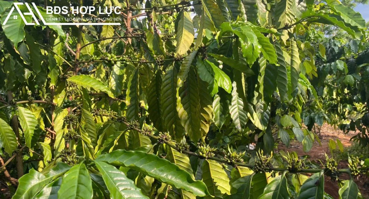BÁN ĐẤT RẪY 1,5HA – GIÁ CHỈ 2,150 TỶ – ĐẮK HA, GIA NGHĨA, ĐĂK NÔNG