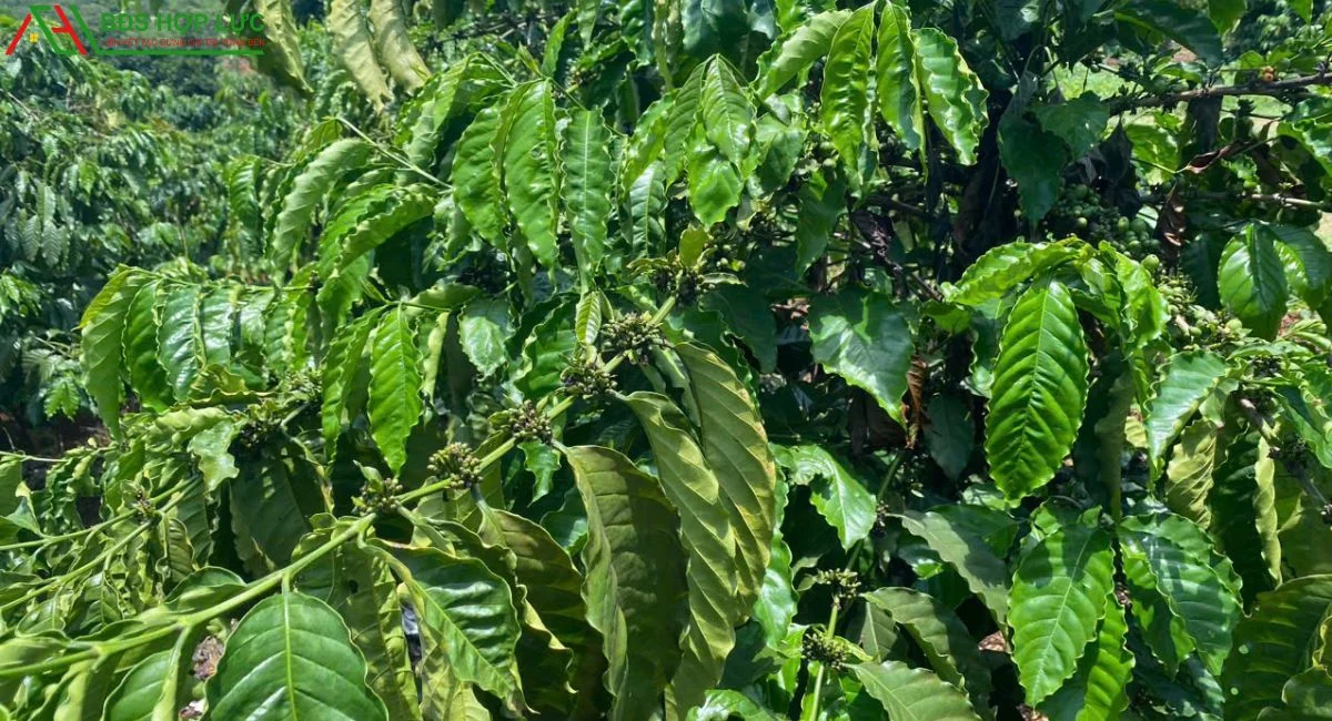 Bán đất 5 ha 2 tại Tân Phú, Đắk R’moan, Gia Nghĩa, Đắk Nông
