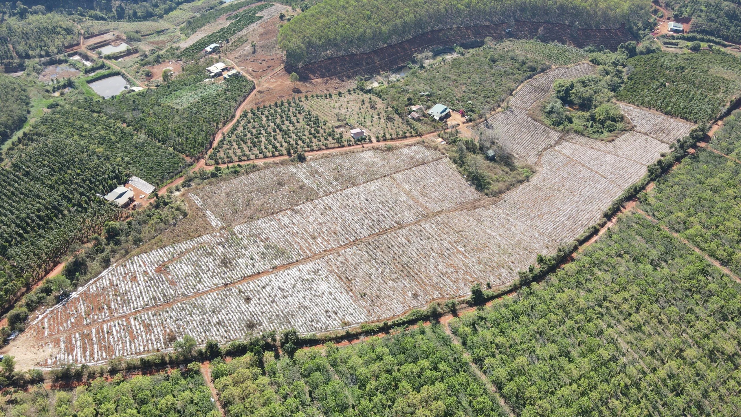 ĐẤT RẪY QUẢNG THÀNH 5.8HA  CÓ SỔ GIÁ RẺ 850 TR/HA