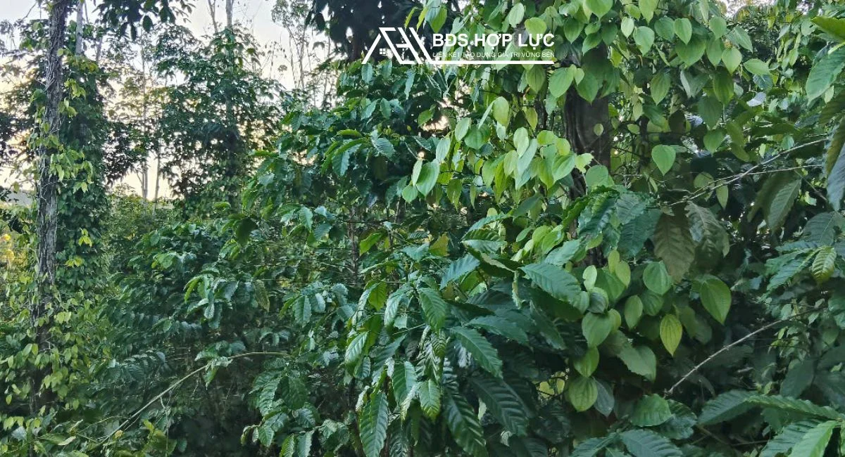 BÁN 4HA CÀ PHÊ,TIÊU – Giá 3,6 tỷ