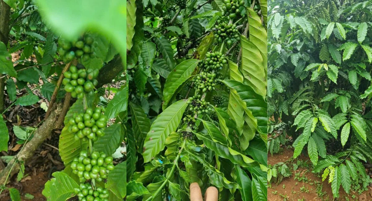 Bán lô đất 1,5 ha chỉ cách trung tâm Gia Nghĩa 7km