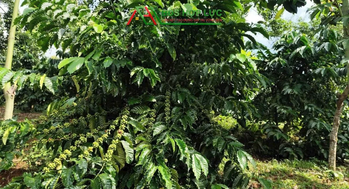 BÁN GẤP 1HA CAFE XEN TIÊU – MẶT TIỀN ĐƯỜNG NHỰA