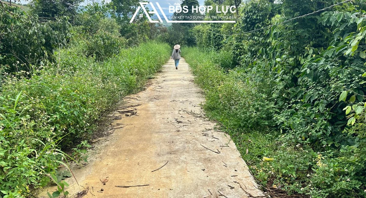 Bán Rẫy Full Cà Phê Và Tiêu Diện Tích 3 Ha 1