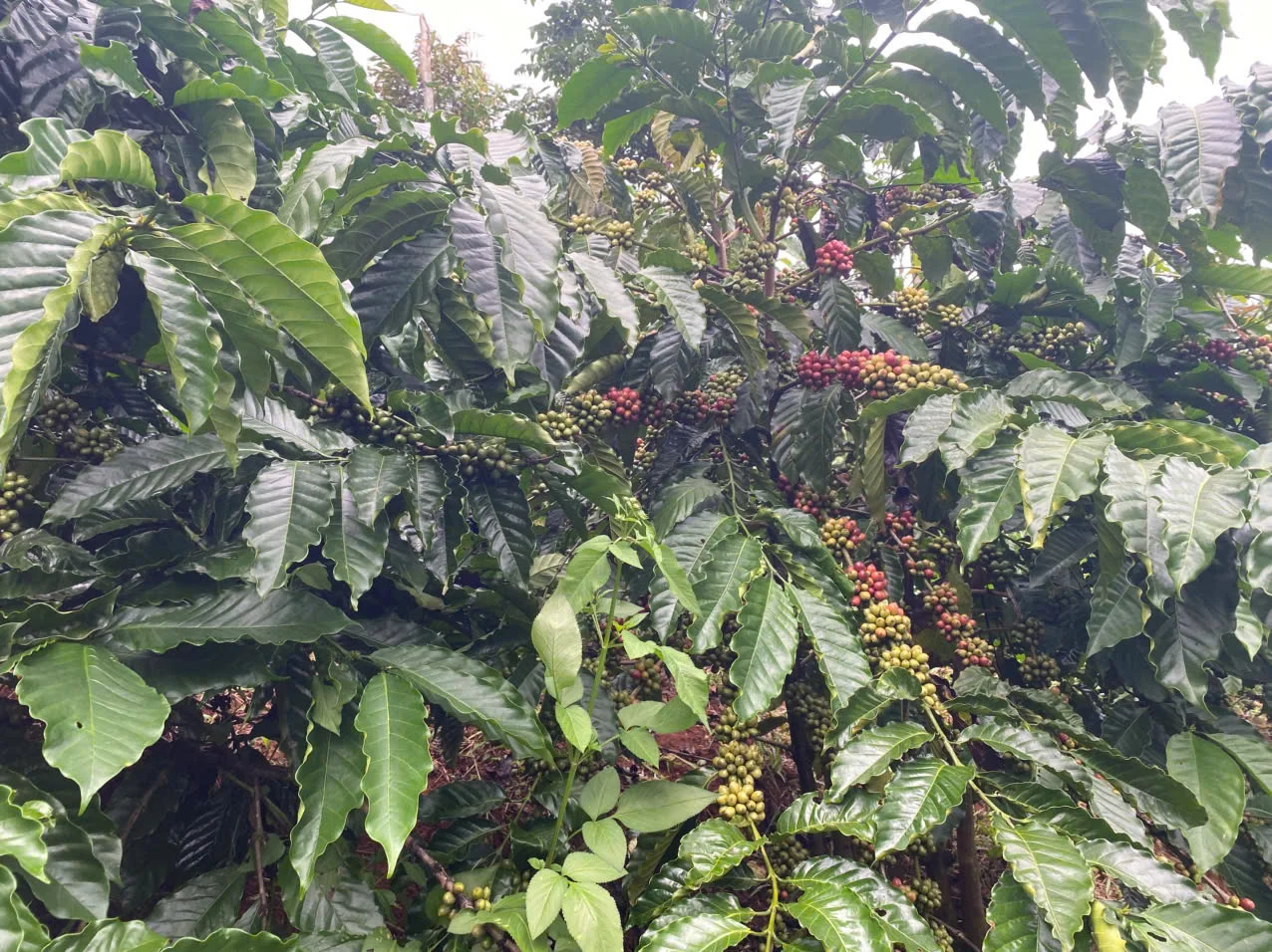 Bán 1,7ha cà phê – Bắc Gia Nghĩa, Lâm Đồng