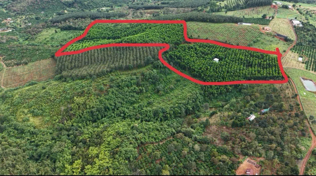 ĐẤT ĐẸP – GIÁ CHỈ 650tr/ ha