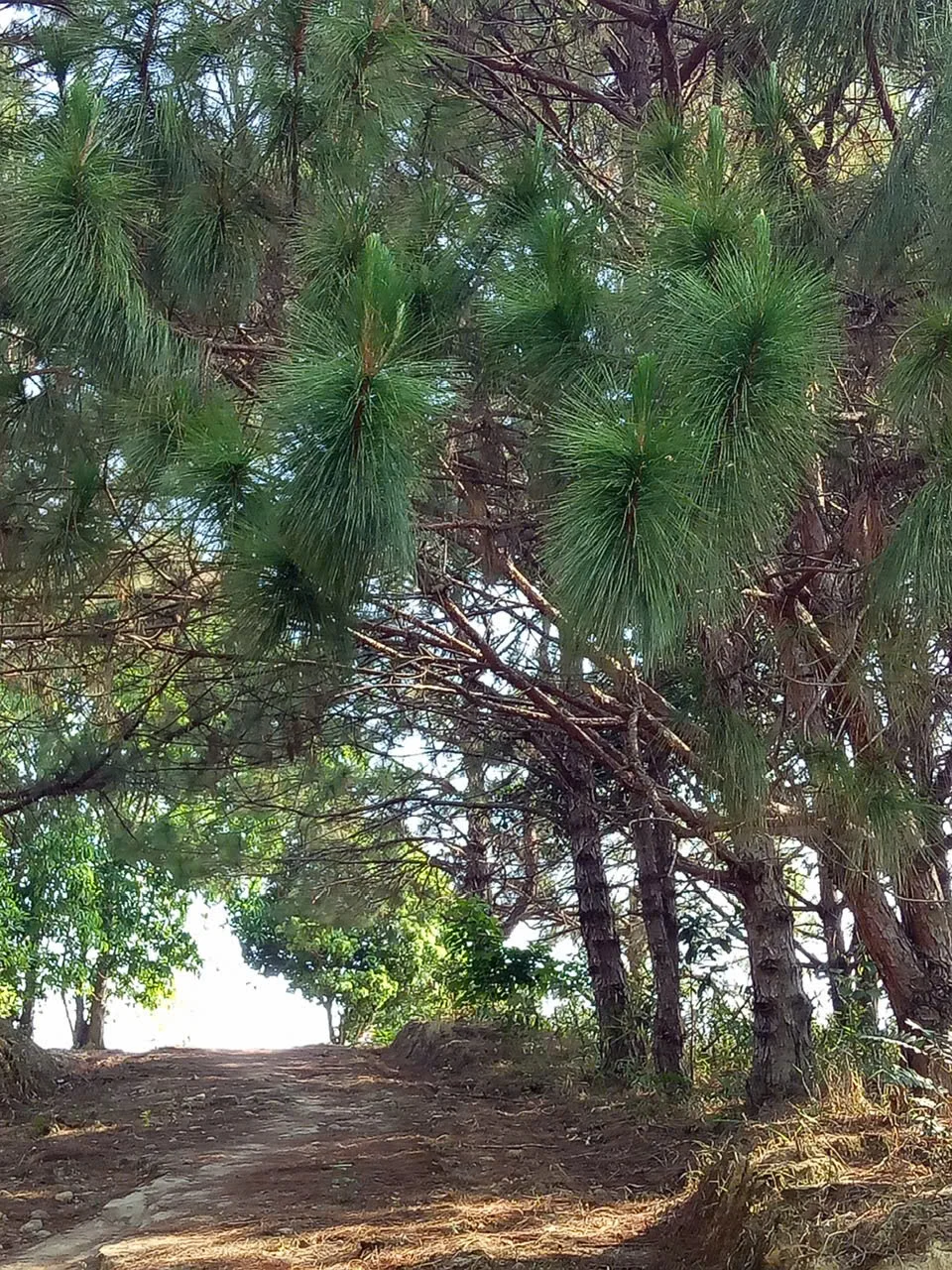 SIÊU PHẨM VIEW RỪNG THÔNG – NGHỈ DƯỠNG NGAY TRUNG TÂM GIA NGHĨA