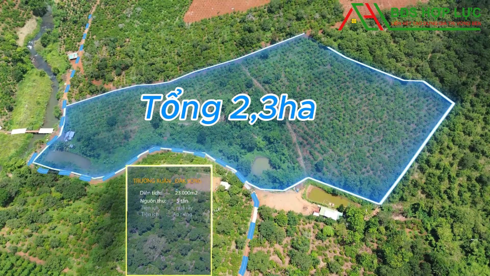 CHỈ 1,5 TỶ/HA – SỞ HỮU NGAY 2,3HA CÀ PHÊ ĐANG CHO THU NHẬP