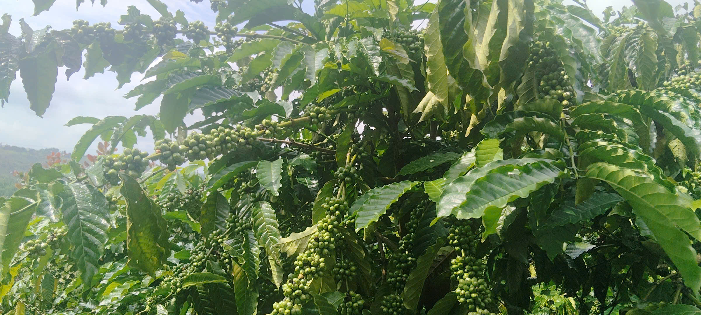 2,4 tỷ sở hữu ngay 1,3ha vườn cà phê đang cho thu hoạch