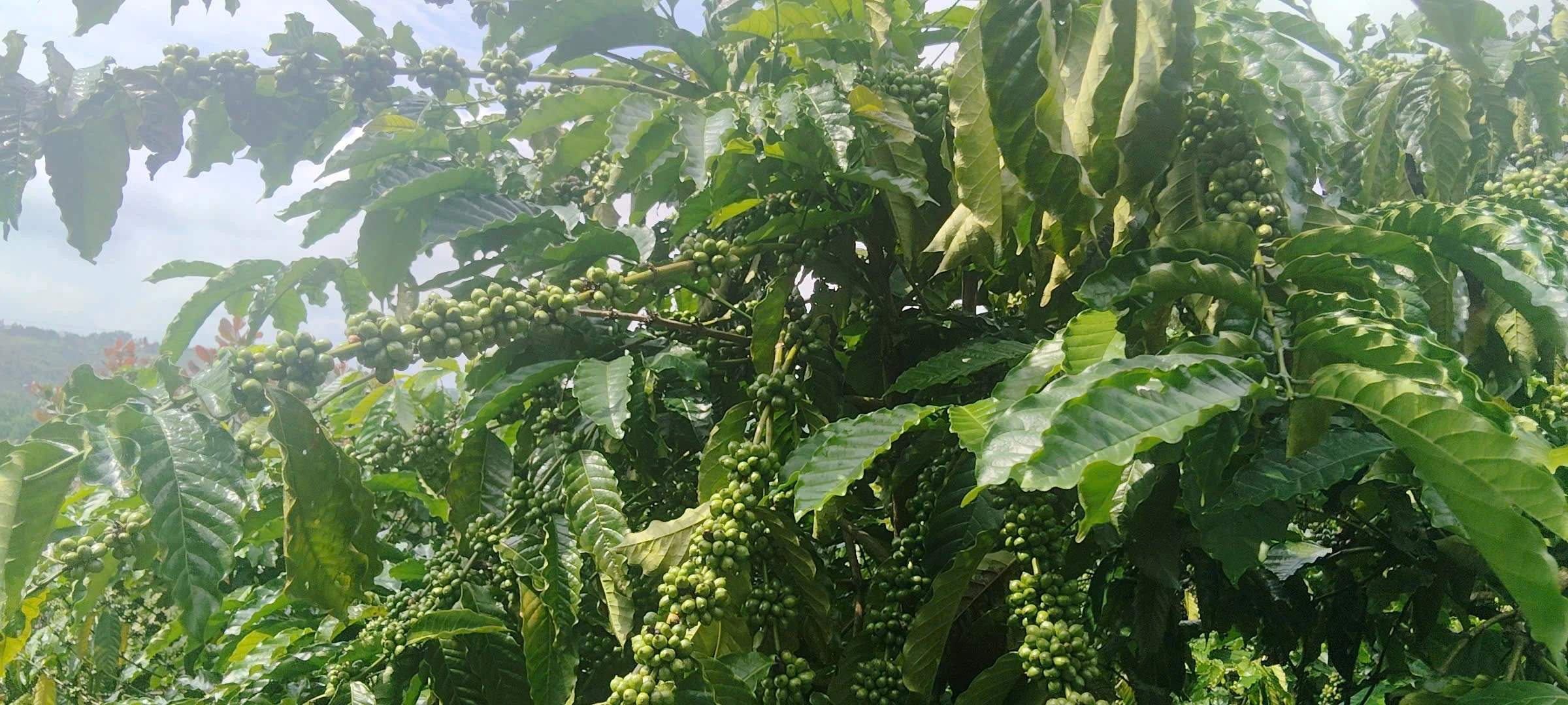 2,4 tỷ sở hữu ngay 1,3ha vườn cà phê đang cho thu hoạch