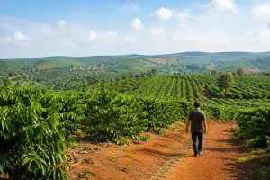 Toàn cảnh một khu đất cà phê diện tích lớn tại Trường Xuân, Đắk Nông với hàng cà phê xanh trên địa hình đồi nhẹ, lối đất nông thôn và người đang khảo sát thực địa từ xa