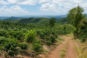 Toàn cảnh một khu đất farm tại Đắk Nông với vườn cây xanh, địa hình đồi nhẹ và lối đi nông thôn thể hiện sự khác biệt giữa không gian farm và đất rẫy truyền thống