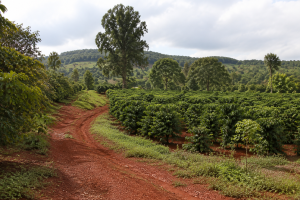 Toàn cảnh một khu farm nông nghiệp tại Đắk Nông với đồi đất đỏ bazan, hàng cây trồng xanh và con đường đất dẫn vào khu đất, thể hiện bối cảnh khảo sát lựa chọn farm thực tế