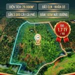 2,9HA CÀ PHÊ – GIÁ CHỈ 1,7 TỶ/HA