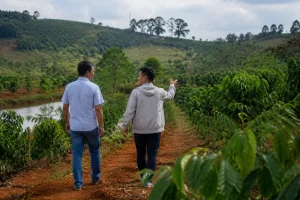Người mua khảo sát một khu đất rẫy tại Đắk Nông với địa hình nông nghiệp và cây trồng thực tế trước khi giao dịch