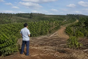 Toàn cảnh một khu đất farm tại Đắk Nông với người khảo sát đứng cạnh khu vực thu hoạch, quan sát sự kết nối giữa khu canh tác, lối vận chuyển và không gian sử dụng thực tế của tài