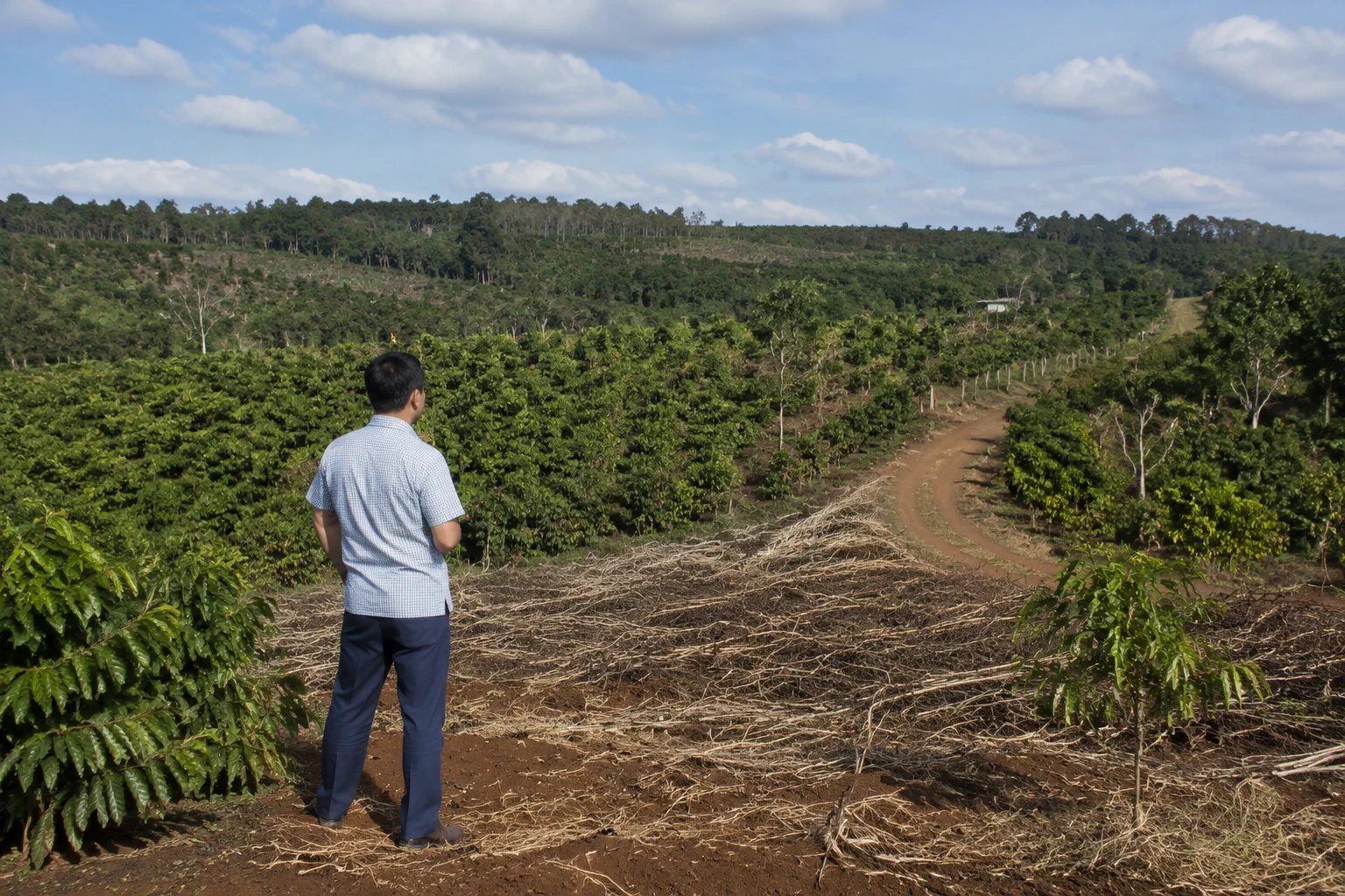 Toàn cảnh một khu đất farm tại Đắk Nông với người khảo sát đứng cạnh khu vực thu hoạch, quan sát sự kết nối giữa khu canh tác, lối vận chuyển và không gian sử dụng thực tế của tài