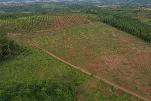 Góc nhìn toàn cảnh từ trên cao của một khu farm đất rẫy tại Đắk Nông với các khu vực cây trồng, lối tiếp cận, địa hình và ranh giới tự nhiên được thể hiện rõ trong cùng một khung c