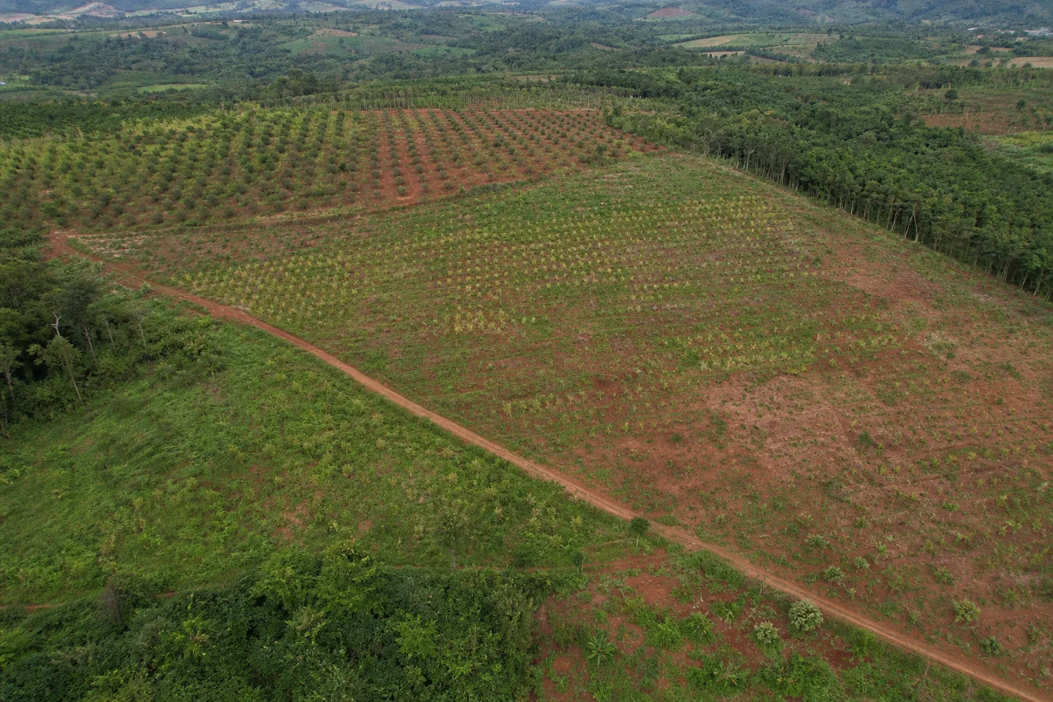 Góc nhìn toàn cảnh từ trên cao của một khu farm đất rẫy tại Đắk Nông với các khu vực cây trồng, lối tiếp cận, địa hình và ranh giới tự nhiên được thể hiện rõ trong cùng một khung c