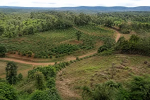Toàn cảnh khu đất farm tại Đắk Nông nhìn từ góc cao tự nhiên, thể hiện nhiều yếu tố người mua cần đánh giá như lối tiếp cận, địa hình, khu cây trồng và ranh giới thực tế trước khi