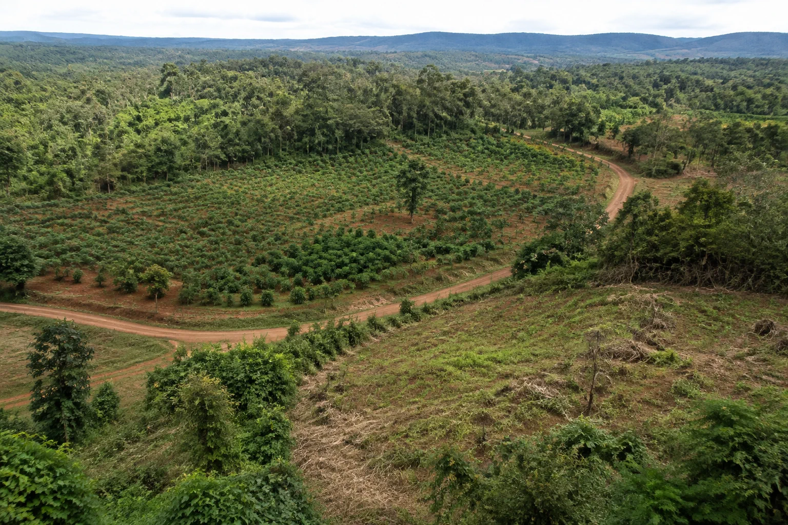 Toàn cảnh khu đất farm tại Đắk Nông nhìn từ góc cao tự nhiên, thể hiện nhiều yếu tố người mua cần đánh giá như lối tiếp cận, địa hình, khu cây trồng và ranh giới thực tế trước khi