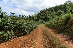 Góc nhìn từ bên trong một khu đất farm Đắk Nông với lối đi nội bộ, hàng cây nông nghiệp và khu vực địa hình khác nhau được quan sát để đánh giá sự phù hợp trước khi mua