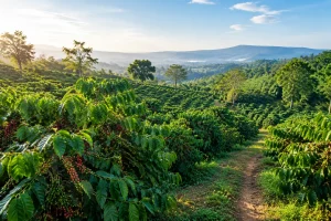 Toàn cảnh một vườn cà phê đang được canh tác tại Đắk Nông với các hàng cây cà phê trưởng thành trên địa hình đồi thoải, một lối đi nhỏ xuyên qua khu vườn và ánh sáng buổi sáng giúp
