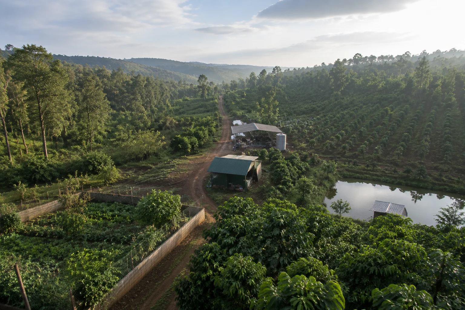 Toàn cảnh một khu farm tại Đắk Nông được nhìn từ góc cao, thể hiện sự kết hợp giữa khu đất canh tác, đường nội bộ, khu vực cây trồng và các hạng mục hạ tầng sẵn có để người mua đán