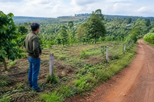 Chủ đất Nhân Cơ kiểm tra thực tế khu đất từ ranh giới bên ngoài, quan sát lối tiếp cận, địa hình và hiện trạng tài sản trước khi cung cấp thông tin cho người mua